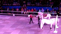 Gala of the Royal Horses: Aires of War Moves 2