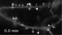 Dynamic actin filaments in dendritic spines