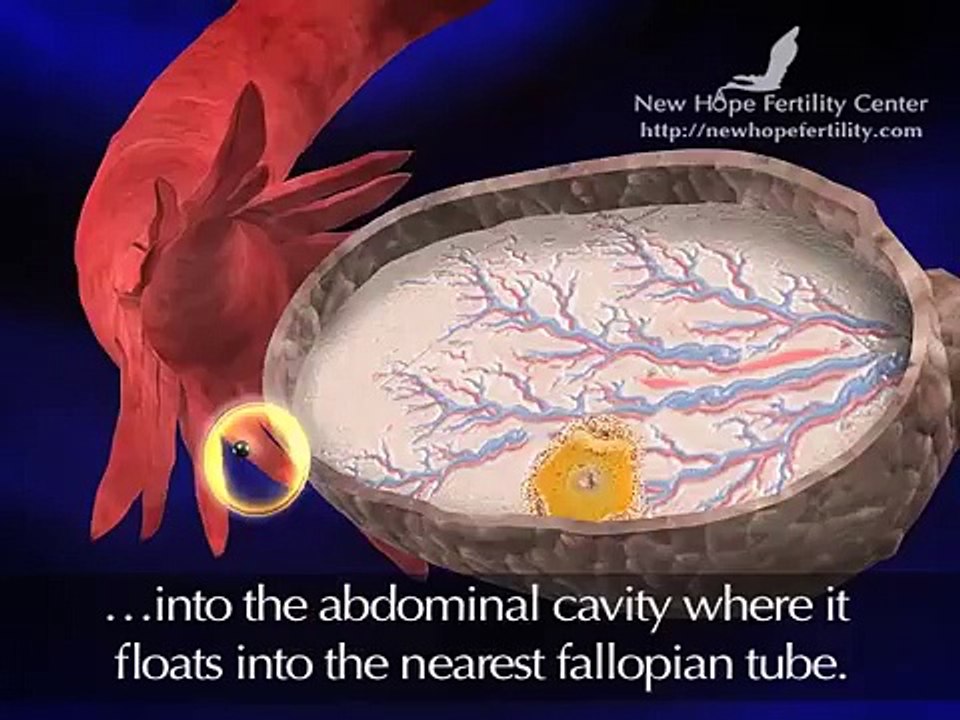 Follicle Development and Ovulation