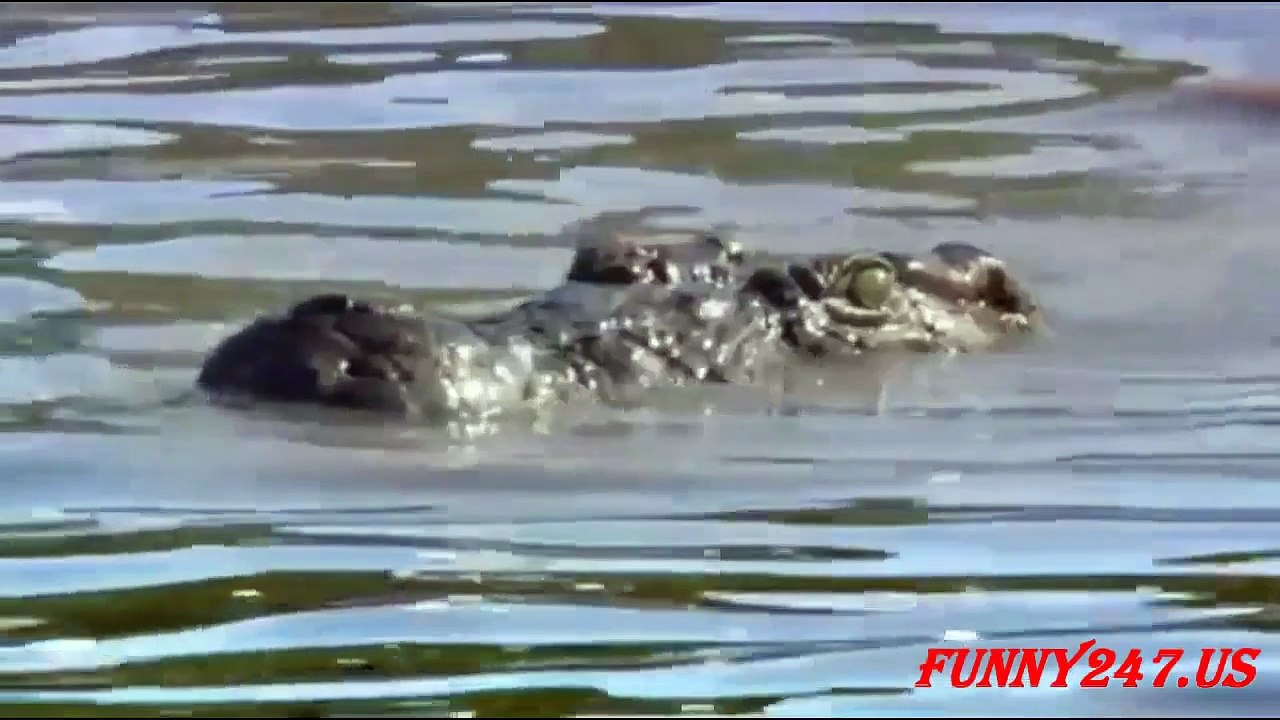 Animals Attack ★ Crocodile Attack Lion Real Life