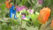 Méli Mélo - 