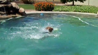 ZEUS the Welsh Terrier with Tennis Ball in the Pool