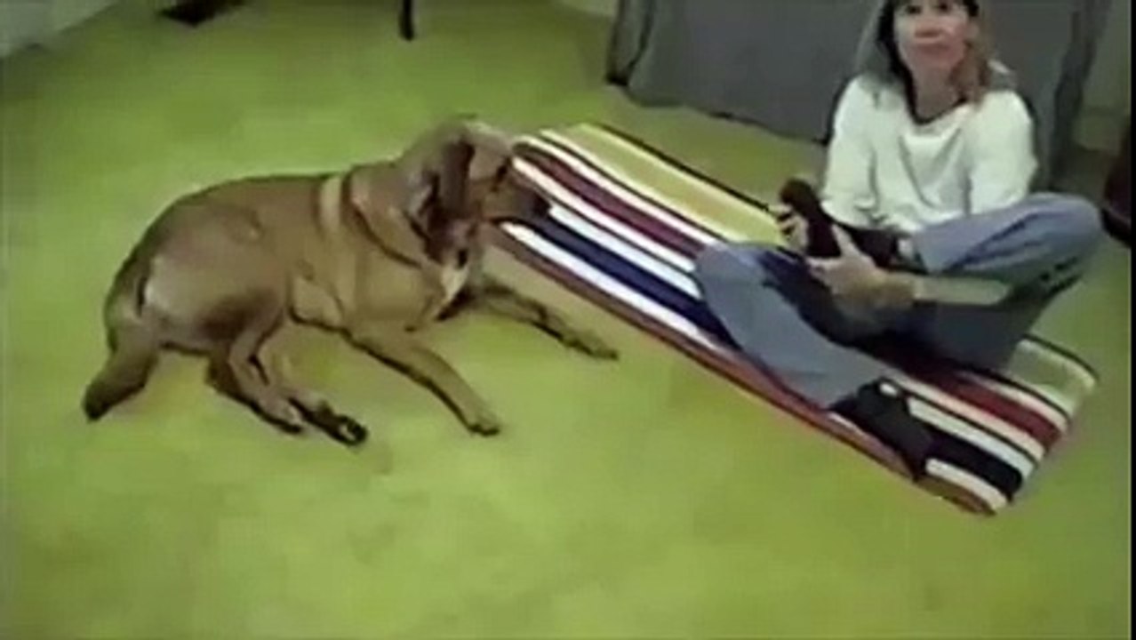 DOG DOING YOGA