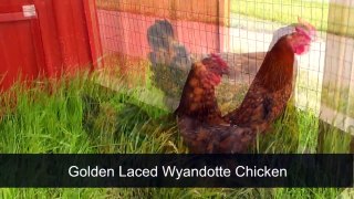 Golden Laced Wyandotte Chicken