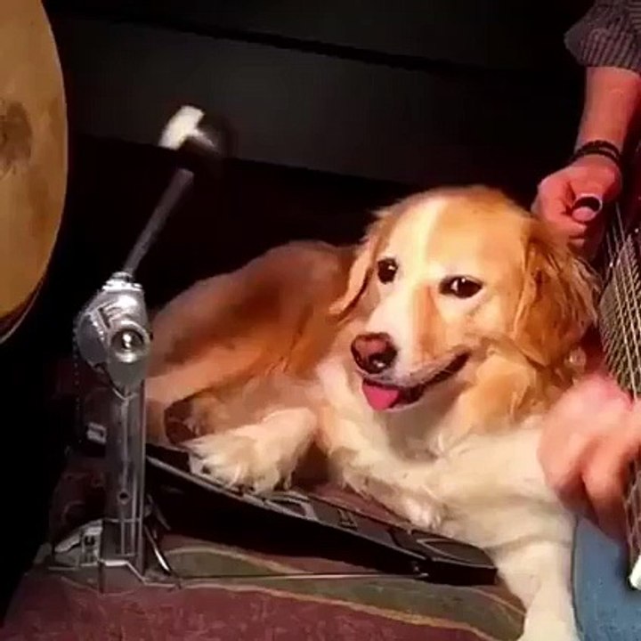 doogy
