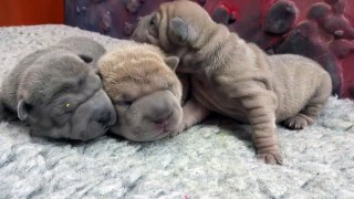 sharpei puppies 1 week old
