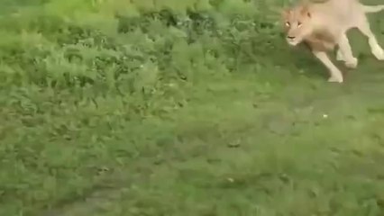 Yavru Antilop İçin Kendi Irkına Saldırıyor!