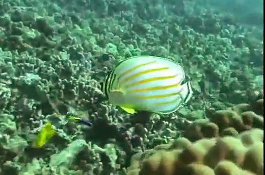 Scuba Diving Maui, Hawaii Checkout Dive Kahikili Park Airport Beach Maui Feb 2010