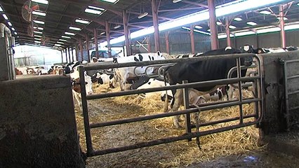 Sécheresse: les agriculteurs font les comptes