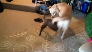 Pitbull Vs. Golden Retriever play