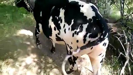 Zeshaan Idrees Qurbani Bull 2015 Islamabad