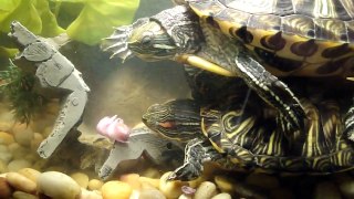 My turtles eating a baby mouse