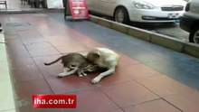 Kedi ve Köpekten Kardeşlik Dersi