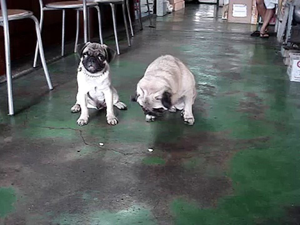 3 Leg-Order for Pug & Switch