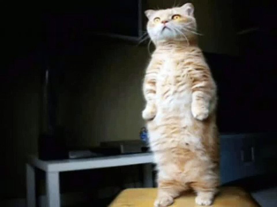 LongCat Is Too Late For Caturday