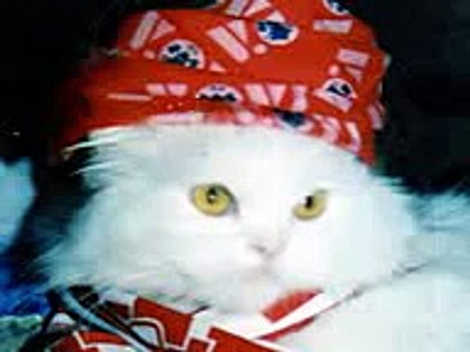 gatto ultra vigilantes vicenza