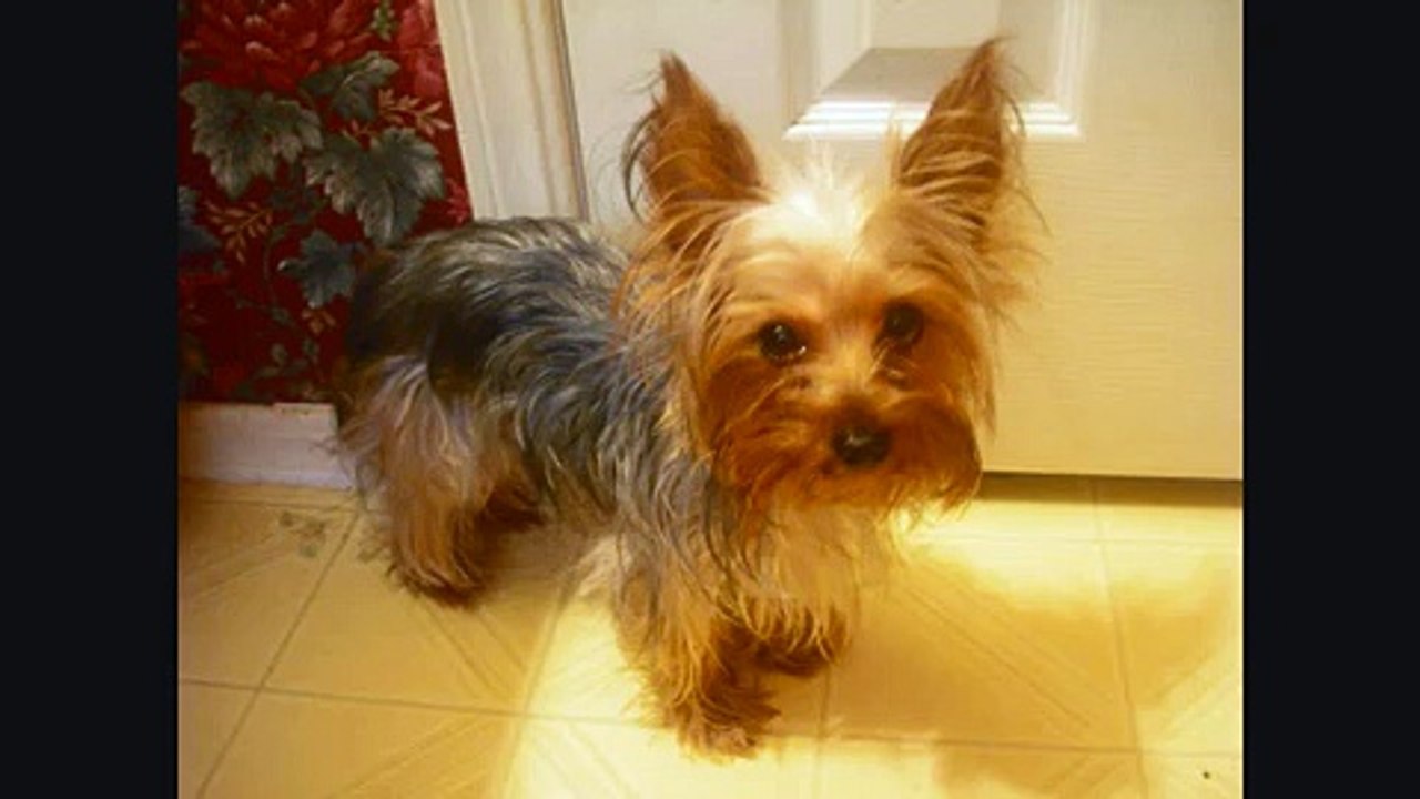 Dusty's bath (giving my yorkie a bath)