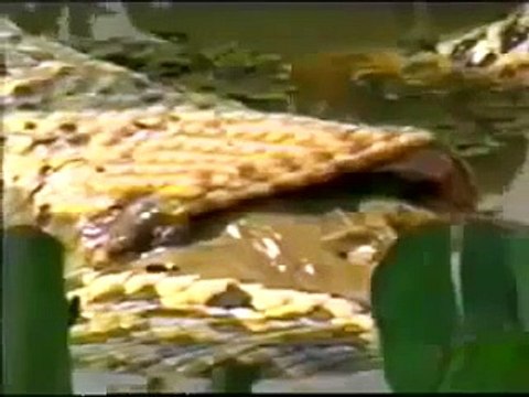 Natural Wild Life Yellow Anaconda Devours Woodstork