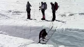 Dog in Camp 2 following some Sherpas
