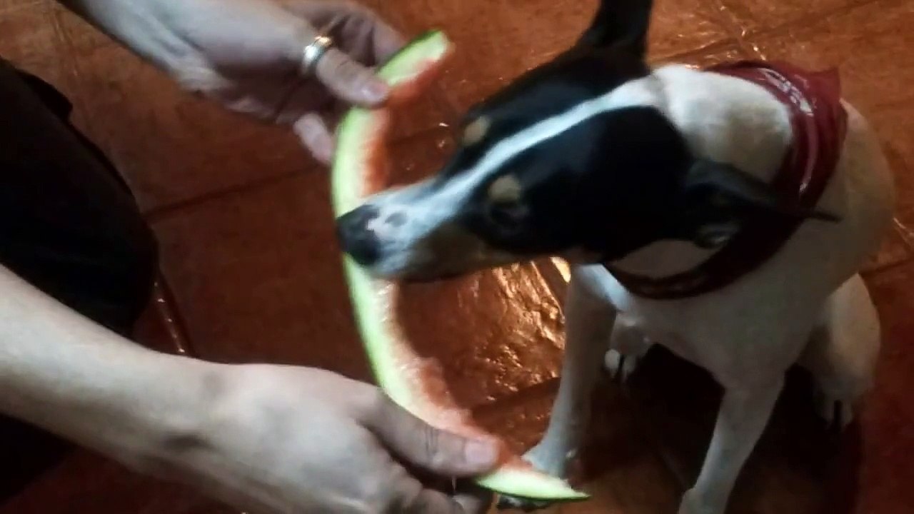 Perro comiendo sandía
