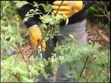 Entretien d'espaces verts - Les métiers en horticulture ornementale.wmv