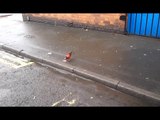 Red Pigeon - unusual creatures - sneinton freak of nature