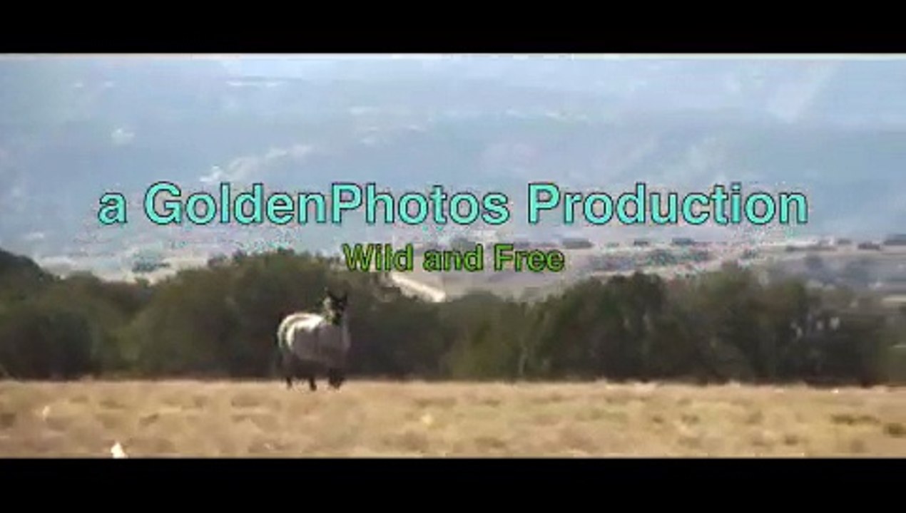 wild and free