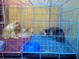 Kucing Kawin (Aslan vs Baby) By BomBom CatHouse.mp4