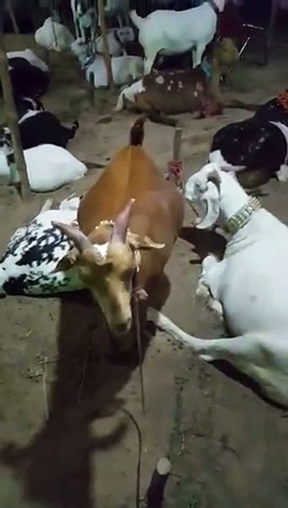 SHAHMEER THARU SHAH TAPRAAY BAKRA MANDI KARACHI 2015