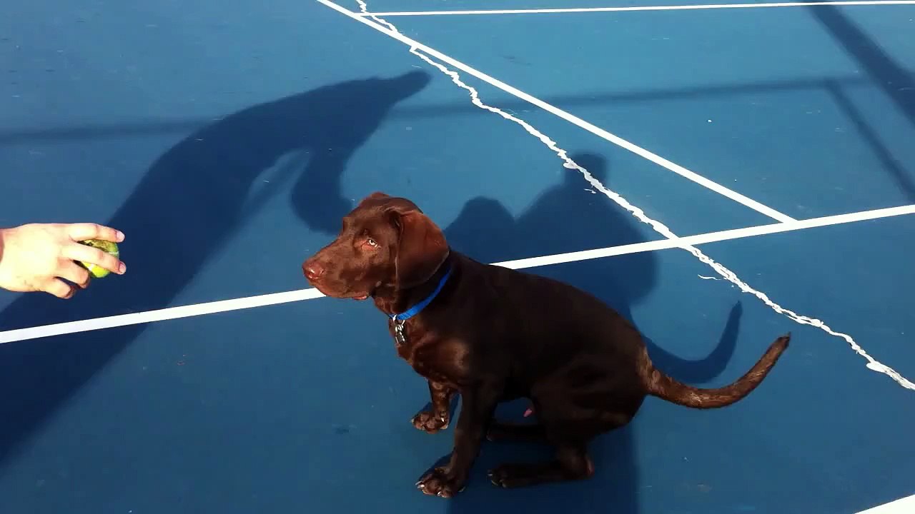 Hershey runs into a fence