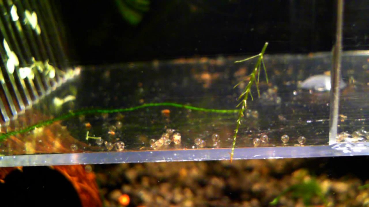 Zebrafish (Danio rerio) hatching