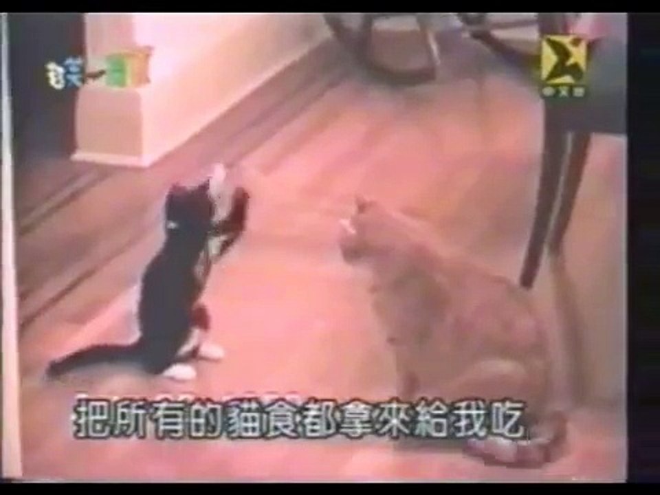 Kung Fu Kitty