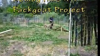 pack goat obstacle course