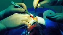 ANIMAL SURGERY - NOVA SCIENCE NOW - Discovery/Life/Health (documentary)