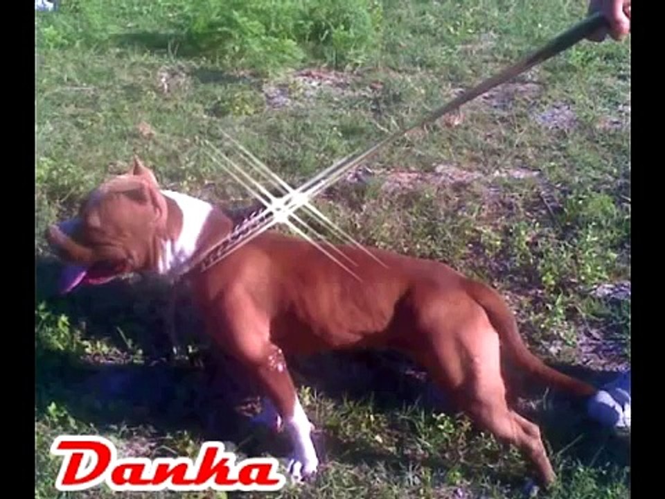 Pitbull red nose Danka