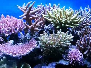 Bon's Reef version 0.1