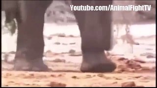 Anymal Tv Documentary ; Elephant VS Lion 2013 hd