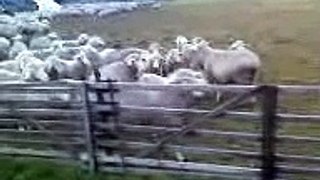 Bono und die Schafe teil 2