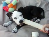 Pit bull puppy Romeo playing with his chew toy.