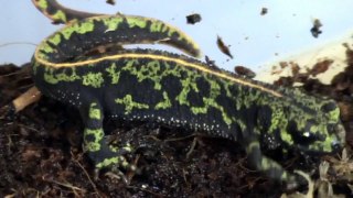 marbled newts (Triturus marmoratus)