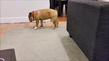Funny dog can't help sleeping standing up!
