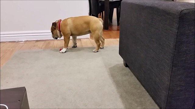 Funny dog can't help sleeping standing up!