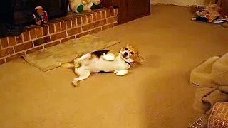 Gracie Cavorts on the Floor Beagle   Stretching