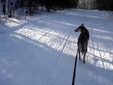 Winter Bikejöring with Toivo the Alaskan Husky