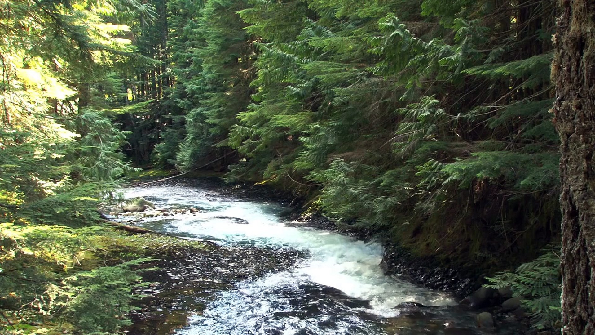 Forest 4