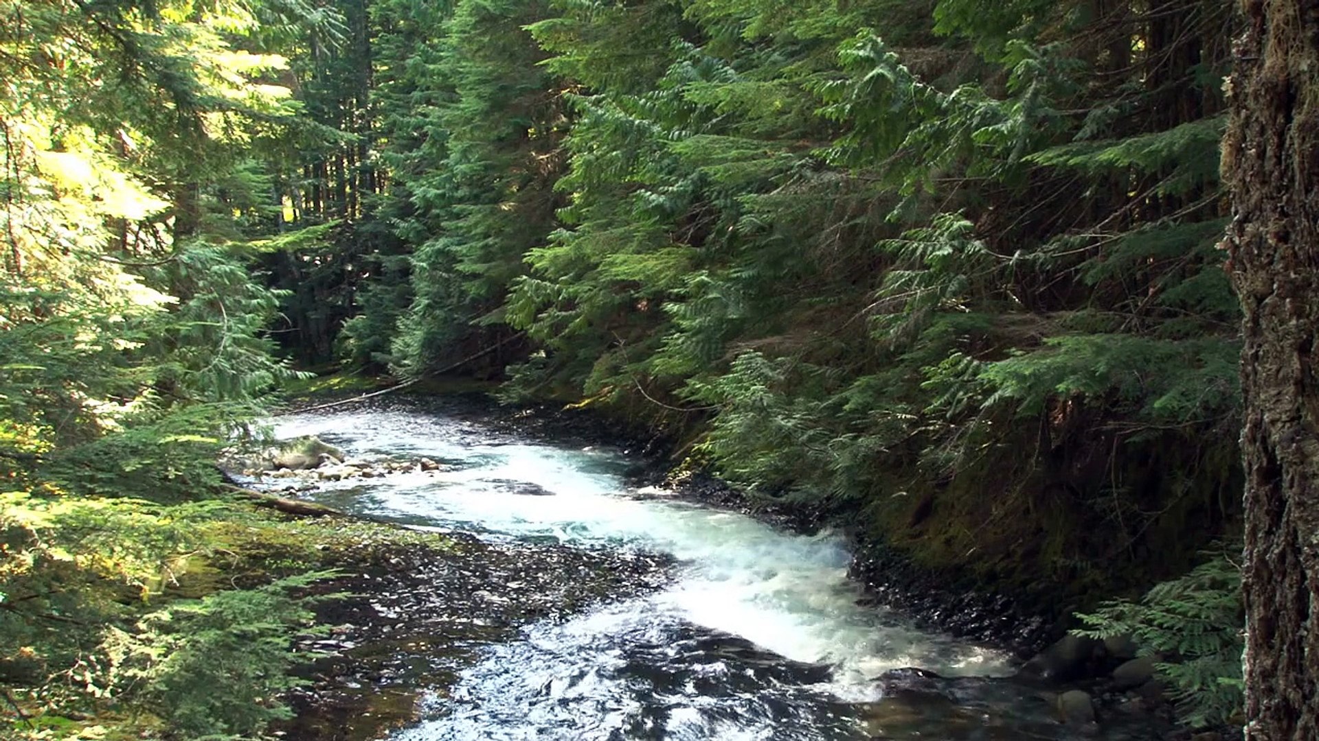 Forest 7