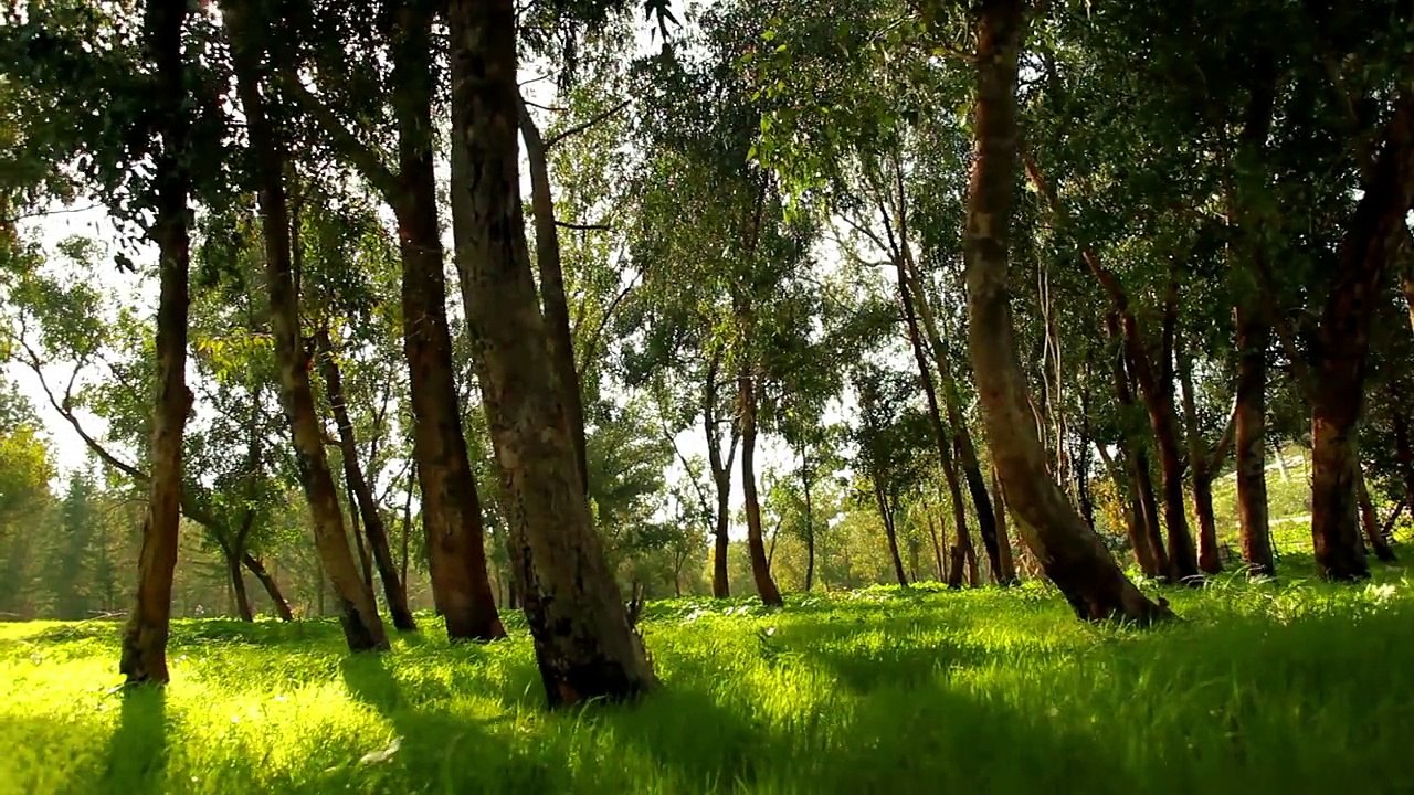 Forest 8
