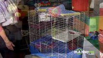 Ferret Care - Cage and Housing Requirements
