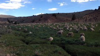 Field of Sheep in the Sierra Nevada Mountains