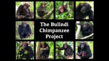 Bulindi Chimps - 